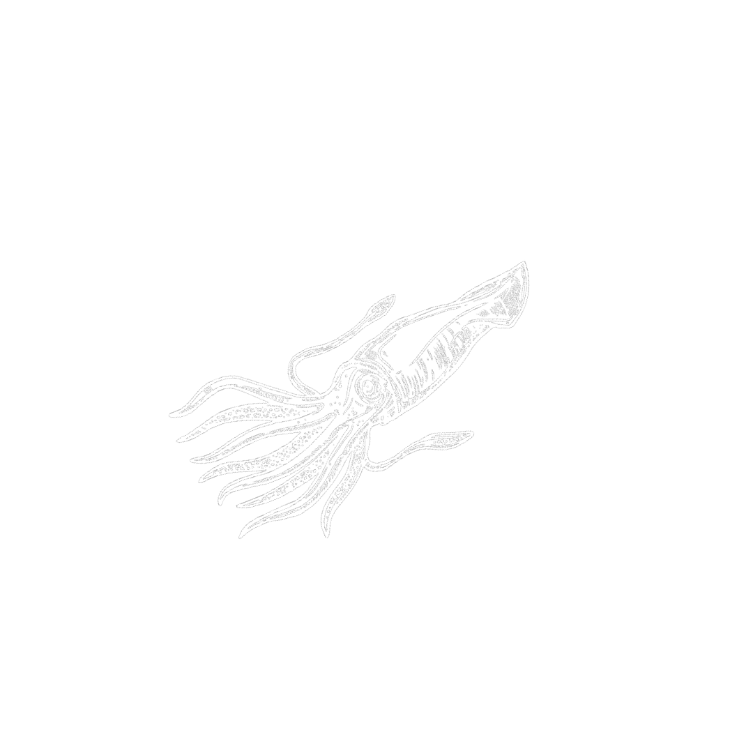 Calamari_Otto Will Meer7