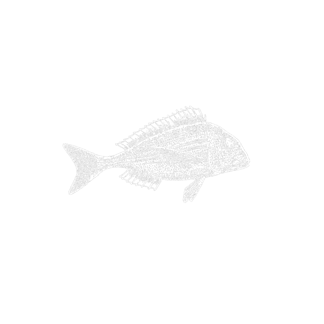 Goldbrasse_Otto Will Meer12