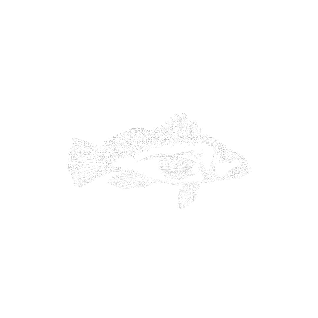 Wolfsbarsch_Otto Will Meer15